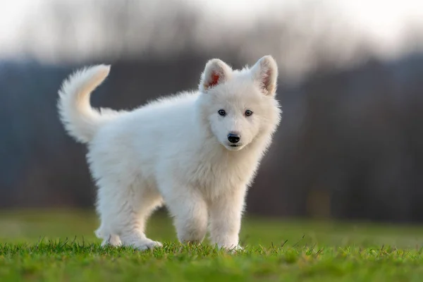 子犬可愛いですホワイトスイス羊飼い犬肖像画上の牧草地 — ストック写真