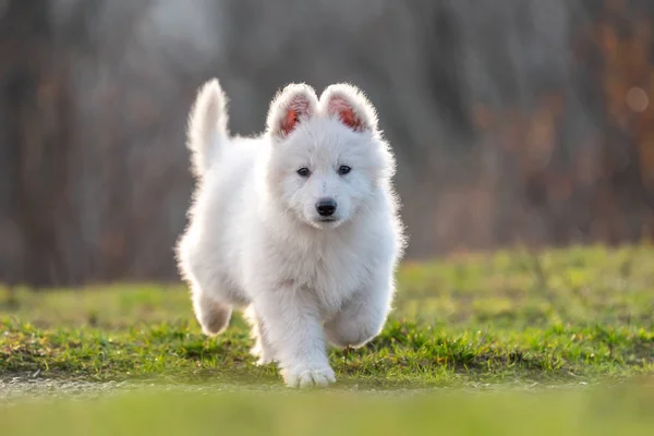 子犬可愛いですホワイトスイス羊飼い犬肖像画上の牧草地 — ストック写真