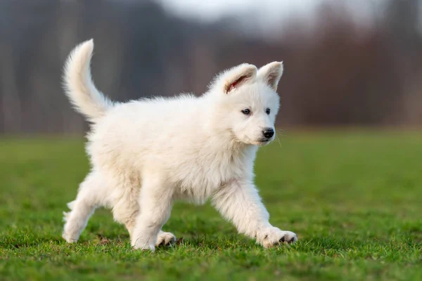 Valp söt vit schweiziska Shepherd hund porträtt på ängen — Stockfoto