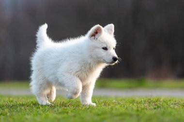 Beyaz İsviçre çoban köpeği portresi.