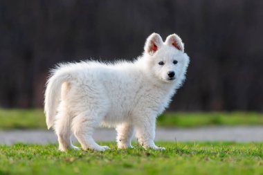 Beyaz İsviçre çoban köpeği portresi.