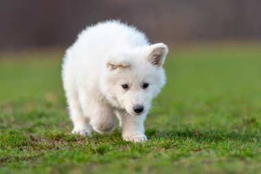 Beyaz İsviçre çoban köpeği portresi.