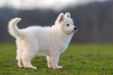 Beyaz İsviçre çoban köpeği portresi.
