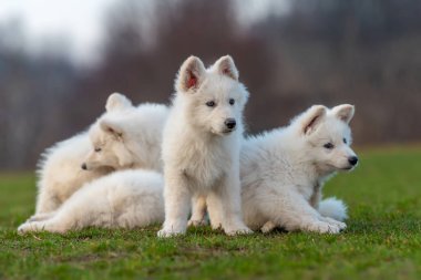 Beyaz İsviçre çoban köpeği portresi.