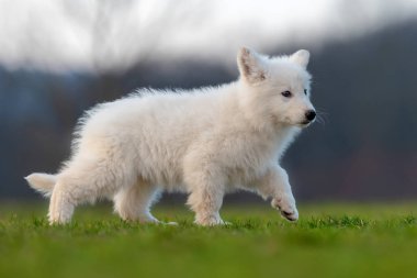 Beyaz İsviçre çoban köpeği portresi.