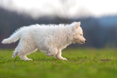 Beyaz İsviçre çoban köpeği portresi.