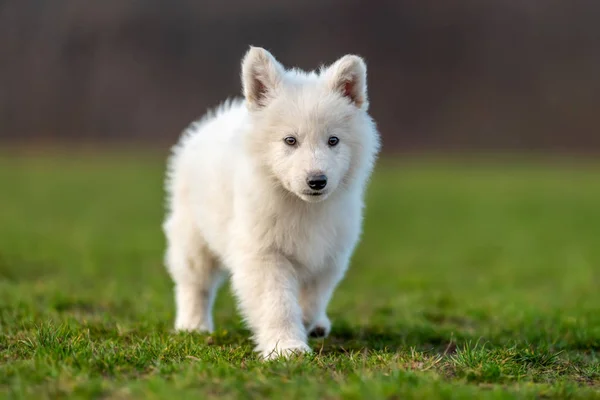 Cachorro lindo blanco suizo pastor perro retrato en prado — Foto de Stock