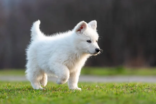 Puppy cute White Swiss Shepherd dog portrait on meadow — Stock Photo, Image