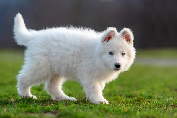 Valp söt vit schweiziska Shepherd hund porträtt på ängen — Stockfoto