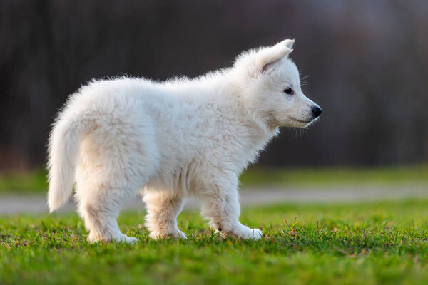 Puppy funny cute White Swiss Shepherd dog portrait on meadow