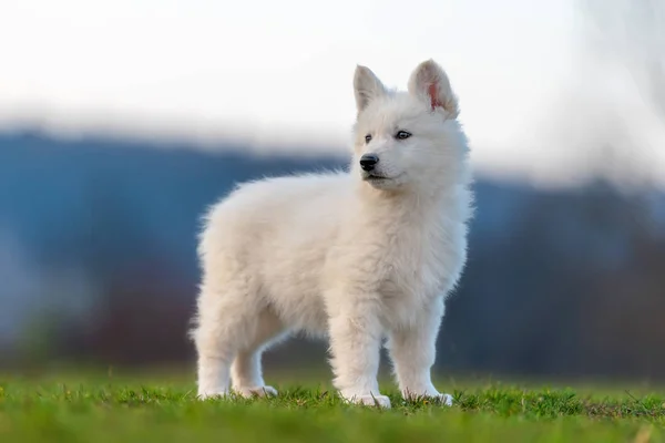 子犬可愛いですホワイトスイス羊飼い犬肖像画上の牧草地 — ストック写真