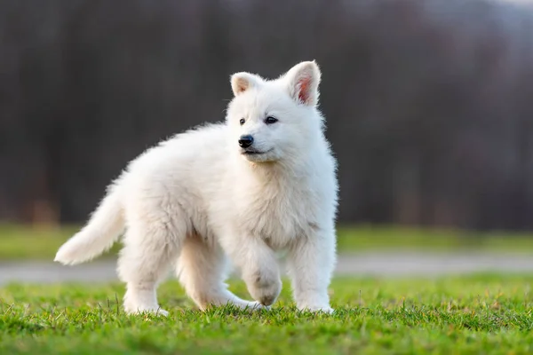 Filhote de cachorro bonito branco suíço cão pastor retrato no prado — Fotografia de Stock