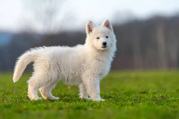 子犬可愛いですホワイトスイス羊飼い犬肖像画上の牧草地 — ストック写真