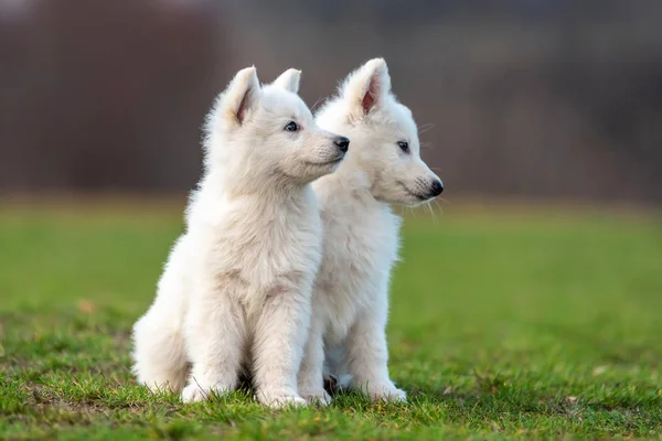 Filhote de cachorro bonito branco suíço cão pastor retrato no prado — Fotografia de Stock