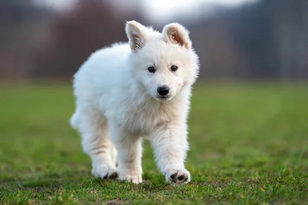 Cachorro lindo blanco suizo pastor perro retrato en prado —  Fotos de Stock