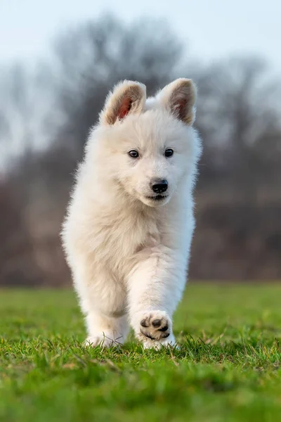 Cachorro lindo blanco suizo pastor perro retrato en prado — Foto de Stock