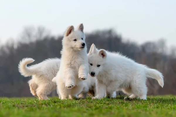 子犬可愛いですホワイトスイス羊飼い犬肖像画上の牧草地 — ストック写真