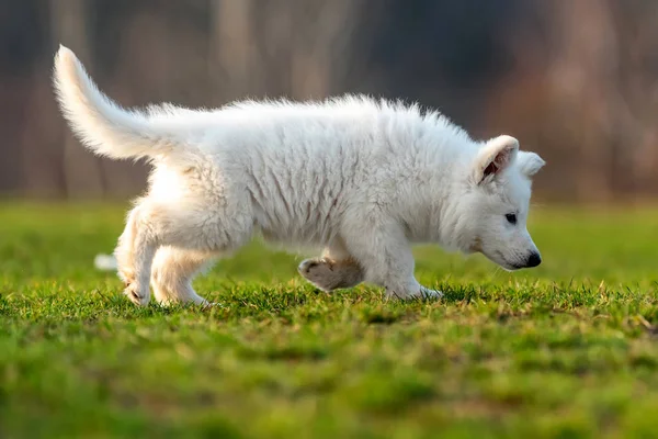 Puppy cute White Swiss Shepherd dog portrait on meadow — Stock Photo, Image