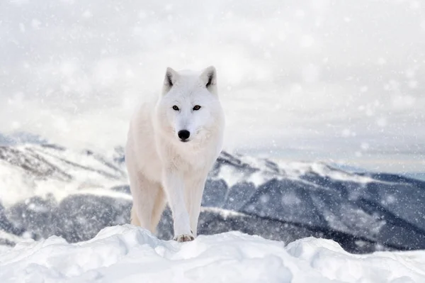 หมาป่าในหิมะบนพื้นหลังฤดูหนาว — ภาพถ่ายสต็อก