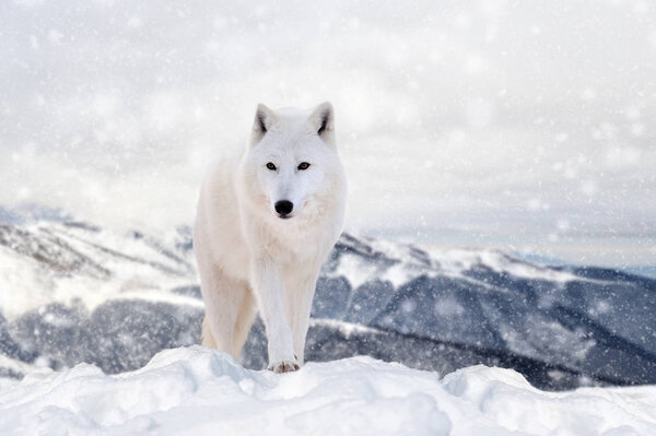 Wolf in a snow on winter background. New Year card.
