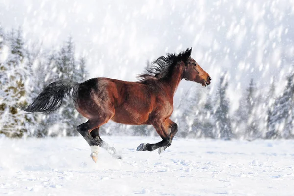 El caballo en la nieve sobre el fondo invernal — Foto de Stock