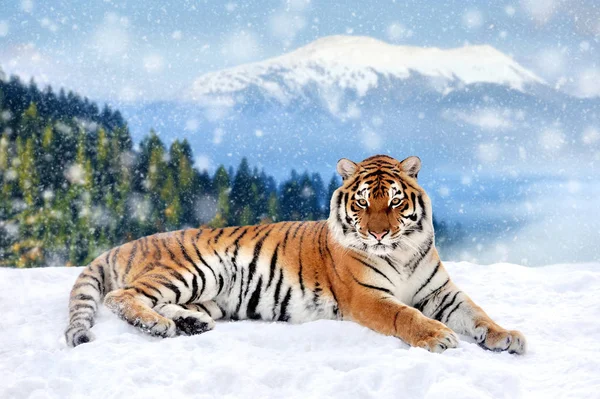 Tiger im Schnee auf winterlichem Hintergrund — Stockfoto
