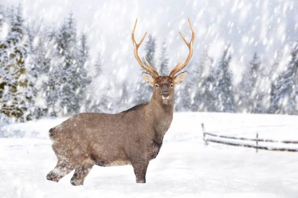 冬の背景に雪の中の鹿 — ストック写真