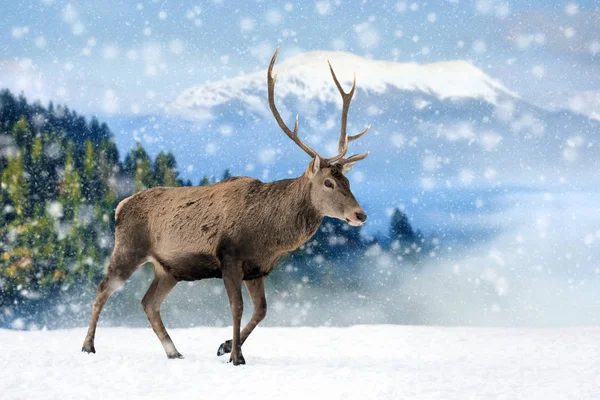 Deer in a snow on winter background — Stock Photo, Image