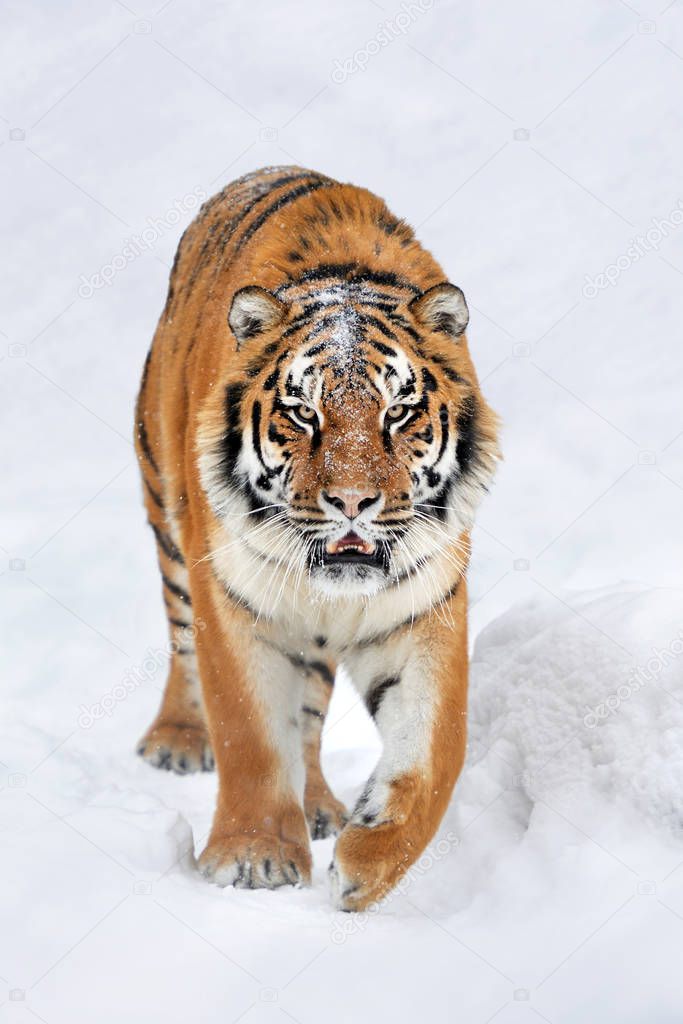 Tiger in a snow on winter background