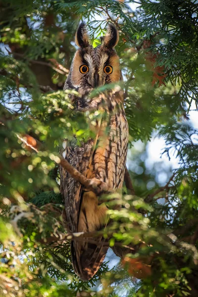 Coruja de orelhas longas sentar-se em um ramo e olhando para a câmera — Fotografia de Stock