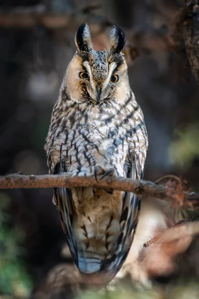 Long-eared Owl sit in a branch and looking on the the camera — ストック写真