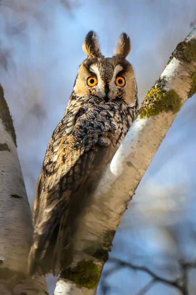 Long-eared Owl sit in a branch and looking on the the camera — ストック写真