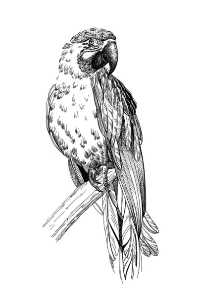 手绘鹦鹉，素描图形单色插图 — 图库照片