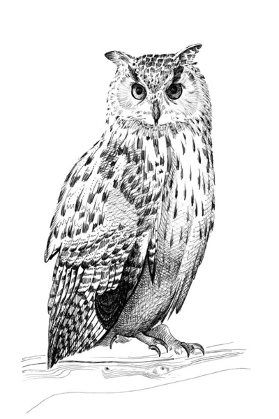 Hand drawn owl, sketch graphics monochrome illustration — Stock Photo, Image