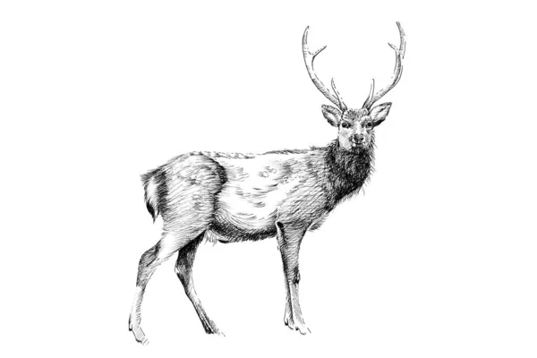 Hand drawn deer, sketch graphics monochrome illustration — ストック写真