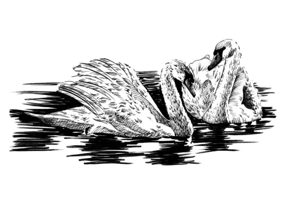 Ręcznie rysowany łabędź, szkic grafika monochromatyczna ilustracja — Zdjęcie stockowe