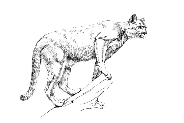 Hand getekende puma, schets graphics monochrome illustratie — Stockfoto