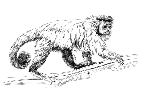 Hand drawn monkey, sketch graphics monochrome illustration — ストック写真