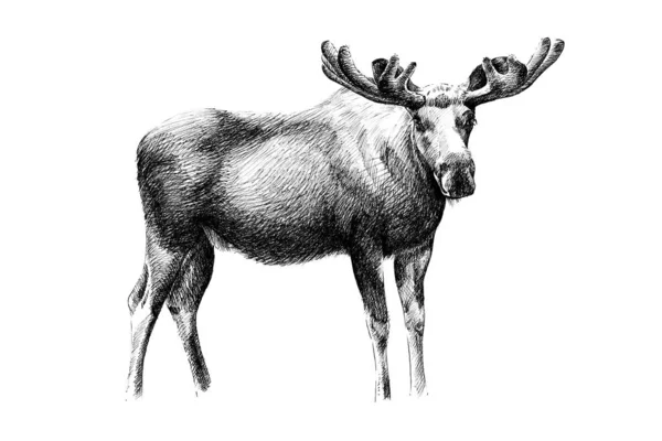 El çizimi geyik, çizim grafikleri tek renkli illüstrasyon — Stok fotoğraf
