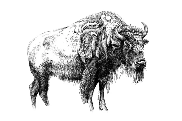 Hand drawn bison, sketch graphics monochrome illustration — ストック写真