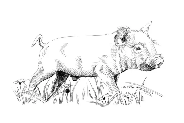 Hand drawn piglet, sketch graphics monochrome illustration — ストック写真