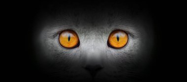 Siyah bir arka planda kedi portresi
