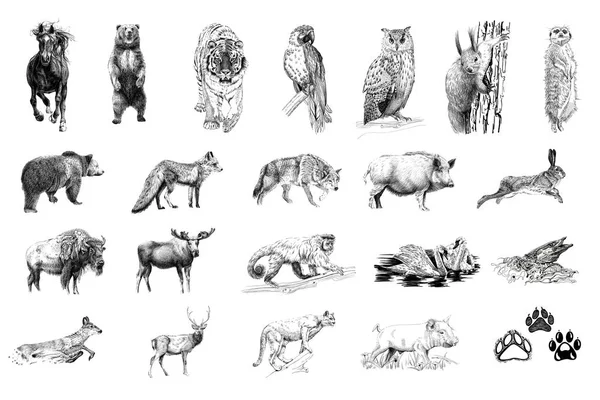 Conjunto de muitos animais e pegadas — Fotografia de Stock