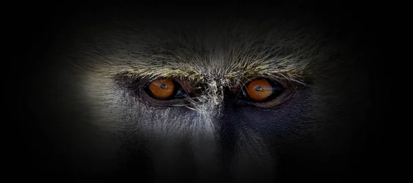 Monkey portrait on a black background — 스톡 사진