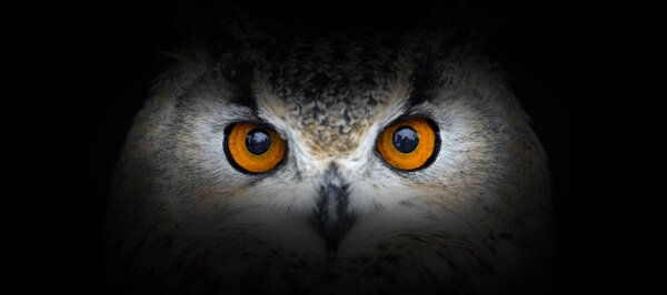 Owl portrait on a black background