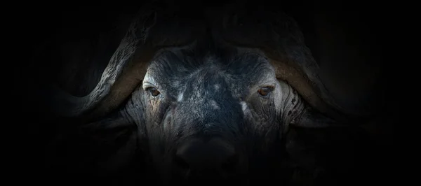 Buffalo retrato em um fundo preto — Fotografia de Stock