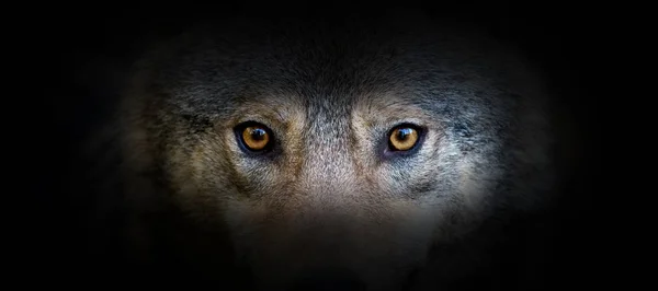 Wolf portrait on a black background — ストック写真