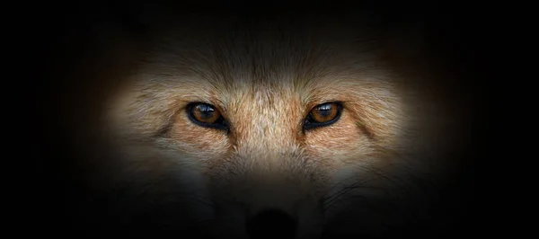 Портрет червоної лисиці на чорному тлі — стокове фото