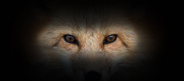 Red fox portrait on a black background. View from the darkness