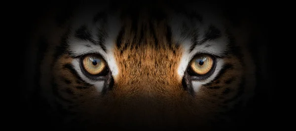 Tiger portrait on a black background — 스톡 사진